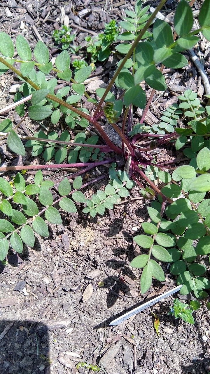 Polemonium reptans bark