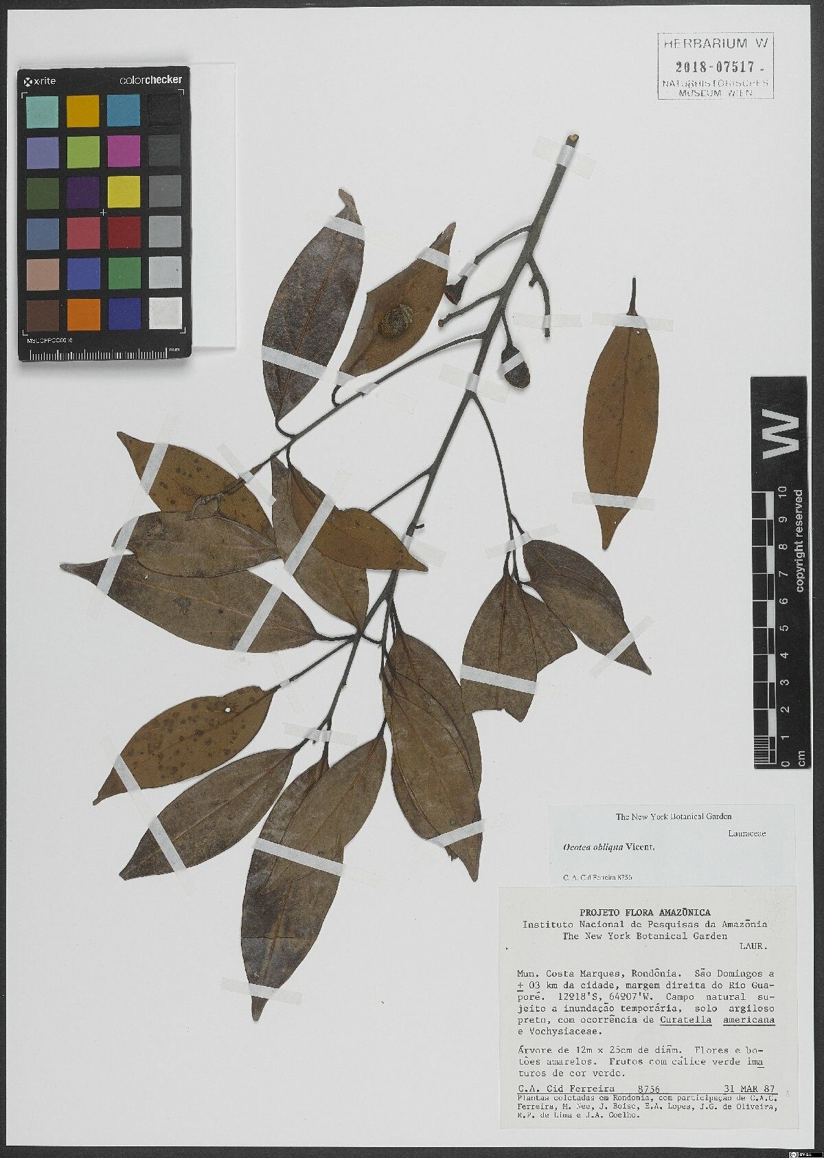 Ocotea obliqua leaf