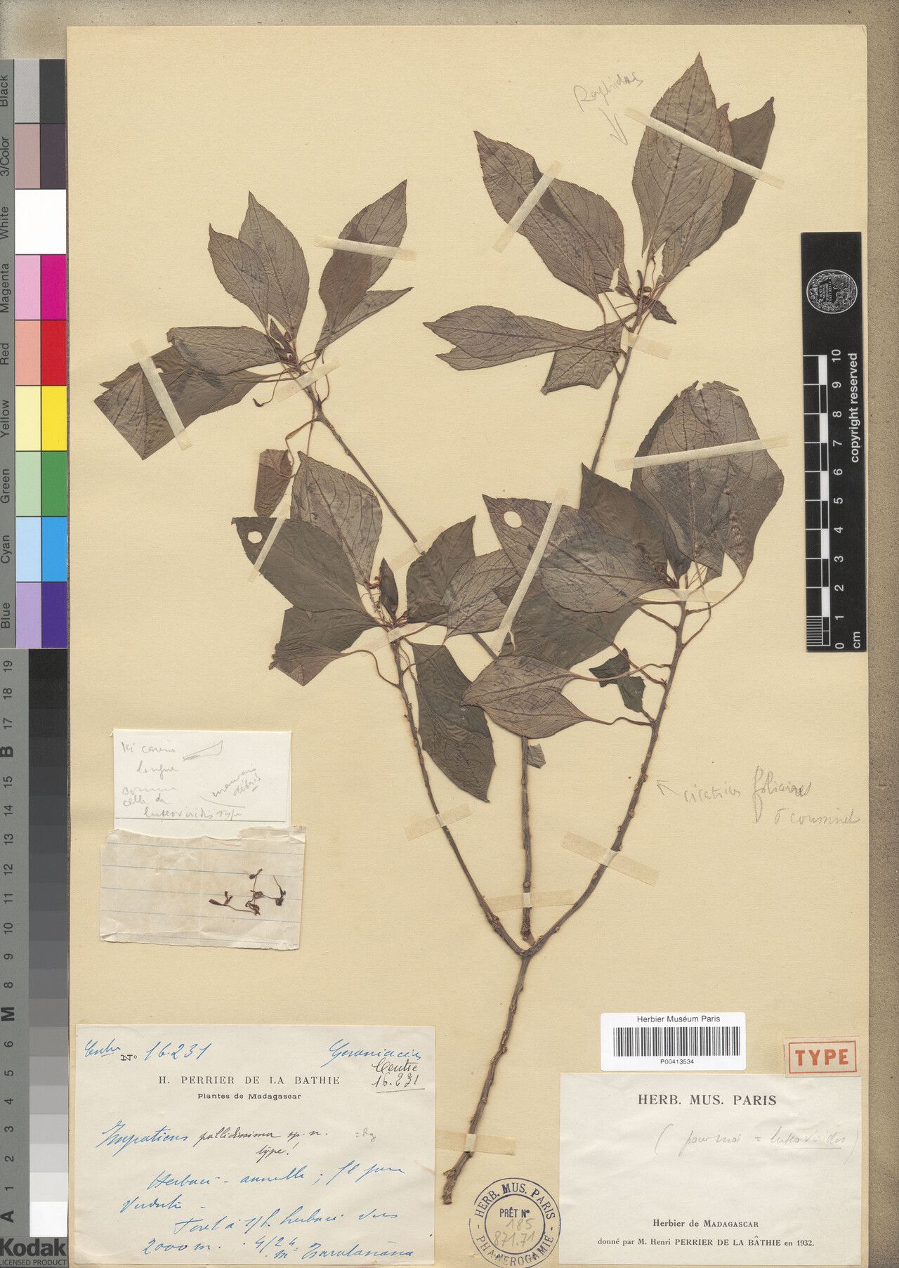 Impatiens pallidissima — houseplant care guide