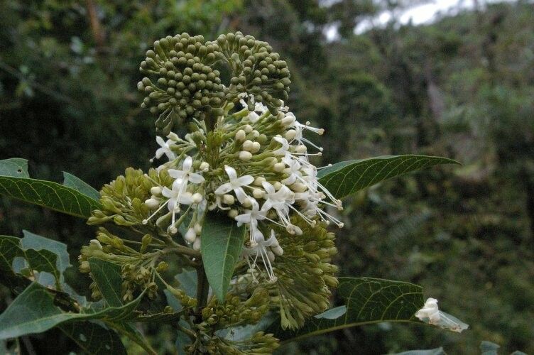 Aegiphila bracteolosa — related species from the same genus