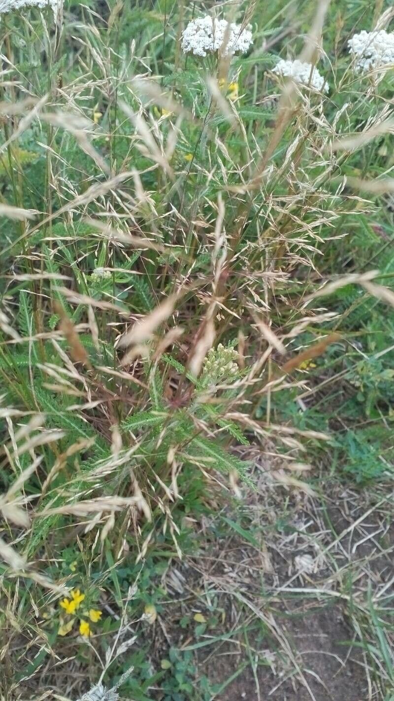 Chrysopogon aciculatus fruit