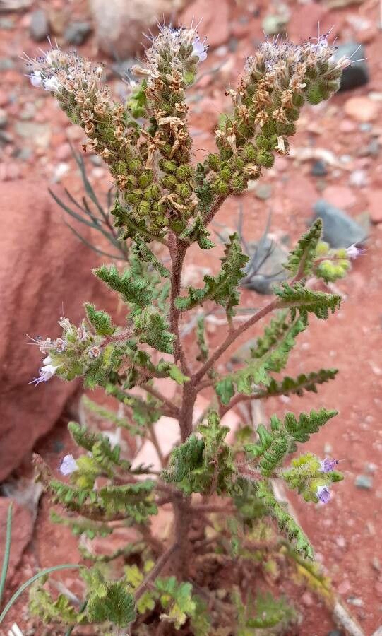 Phacelia pinnatifida habit