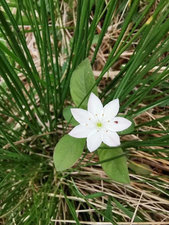 Lysimachia europaea flower