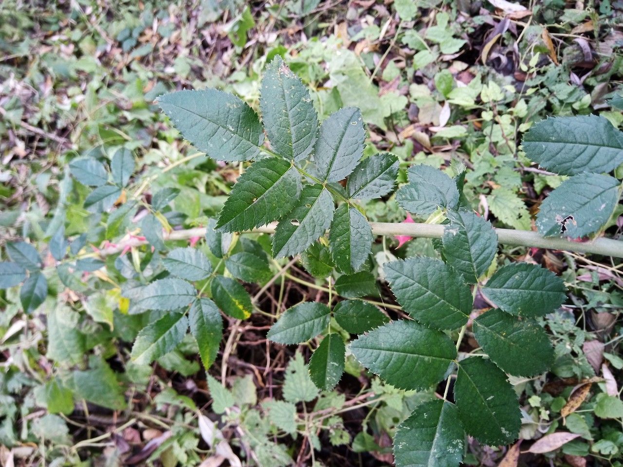 Rosa subcanina leaf