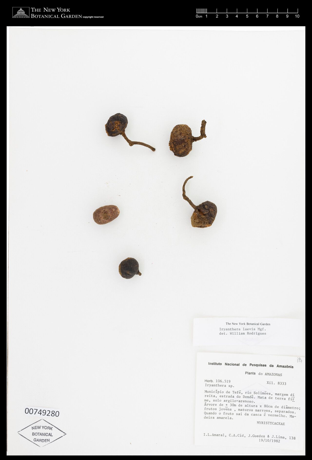 Iryanthera laevis flower