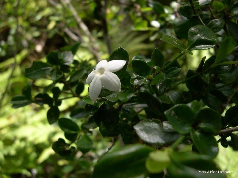 Psychotria bourailensis — search result for 'Psychotria'