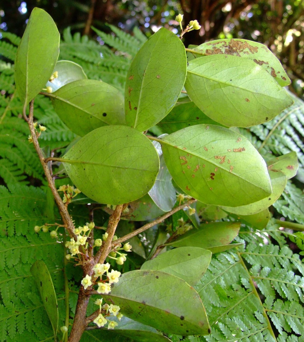 Lasiochlamys reticulata — houseplant care guide