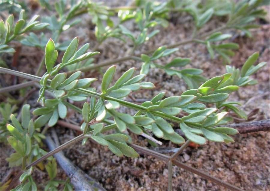 Peucedanum obtusifolium — houseplant care guide