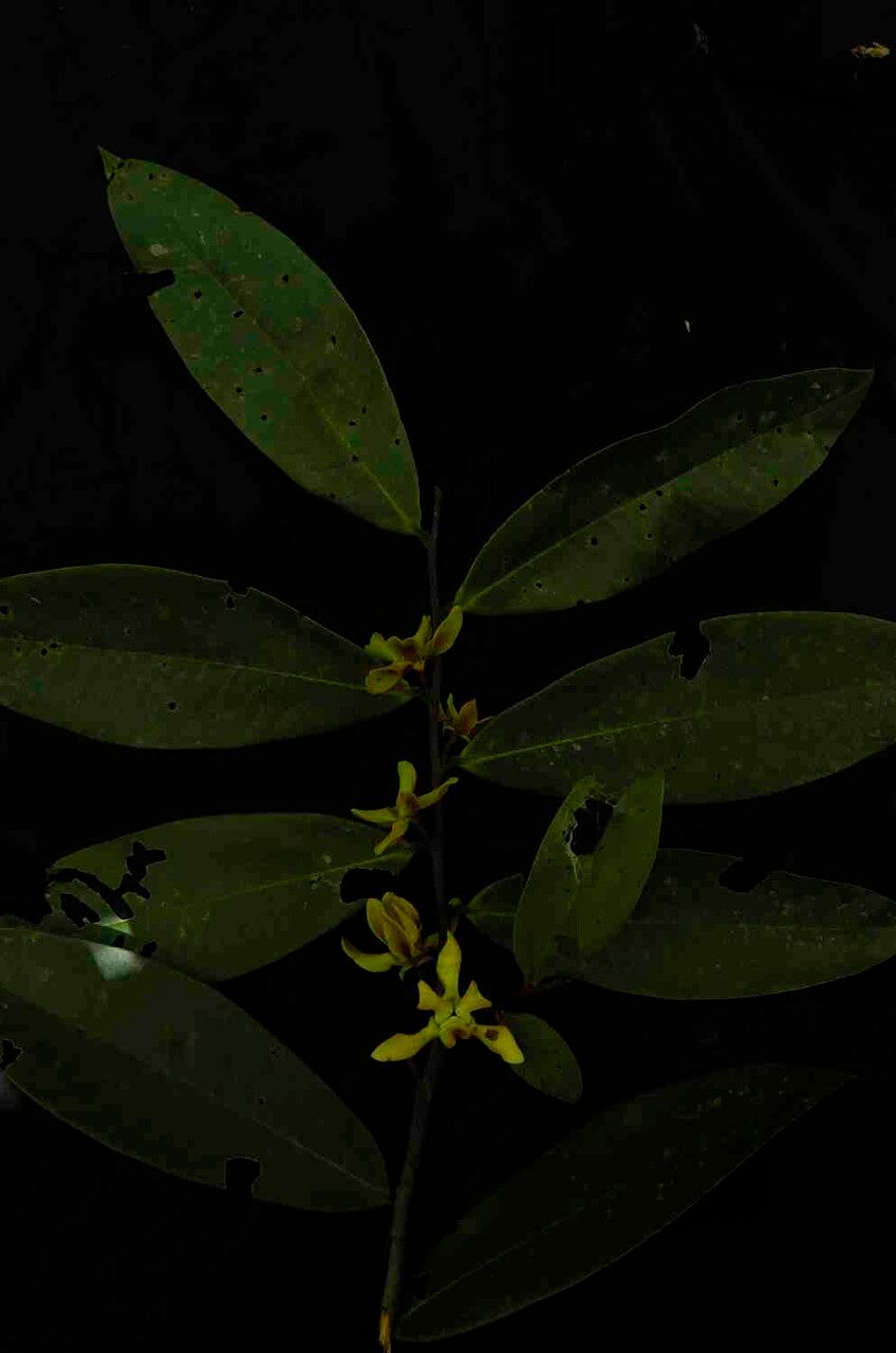 Guatteria blepharophylla — houseplant care guide