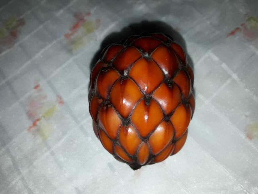 Raphia farinifera fruit