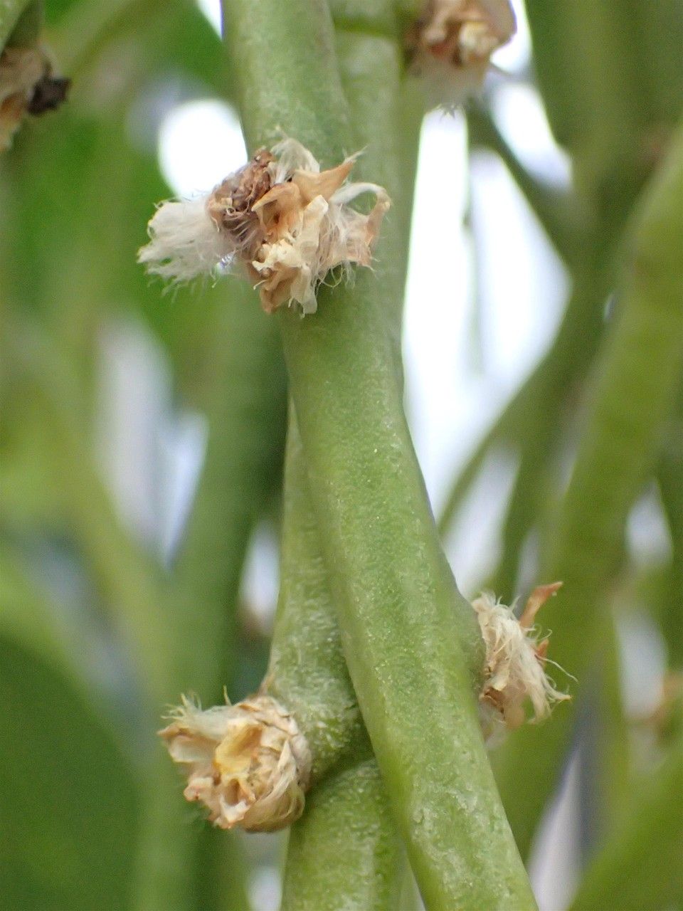 Rhipsalis floccosa fruit