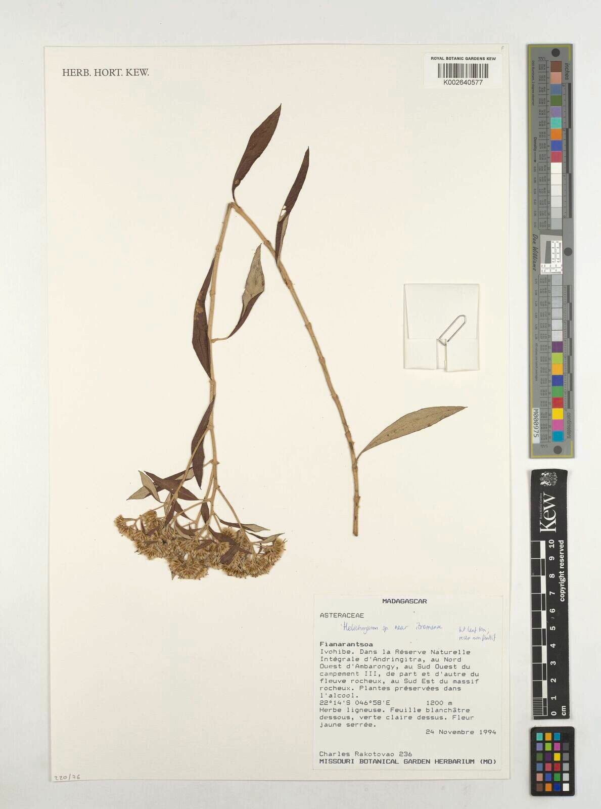 Helichrysum itremense — houseplant care guide