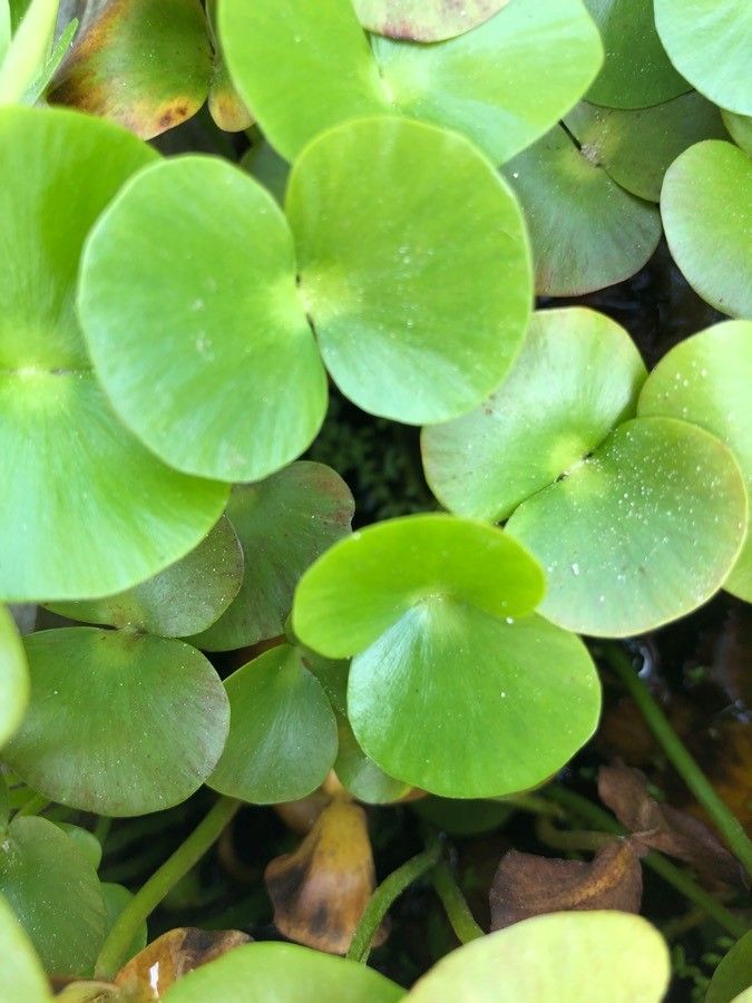 Regnellidium diphyllum — houseplant care guide