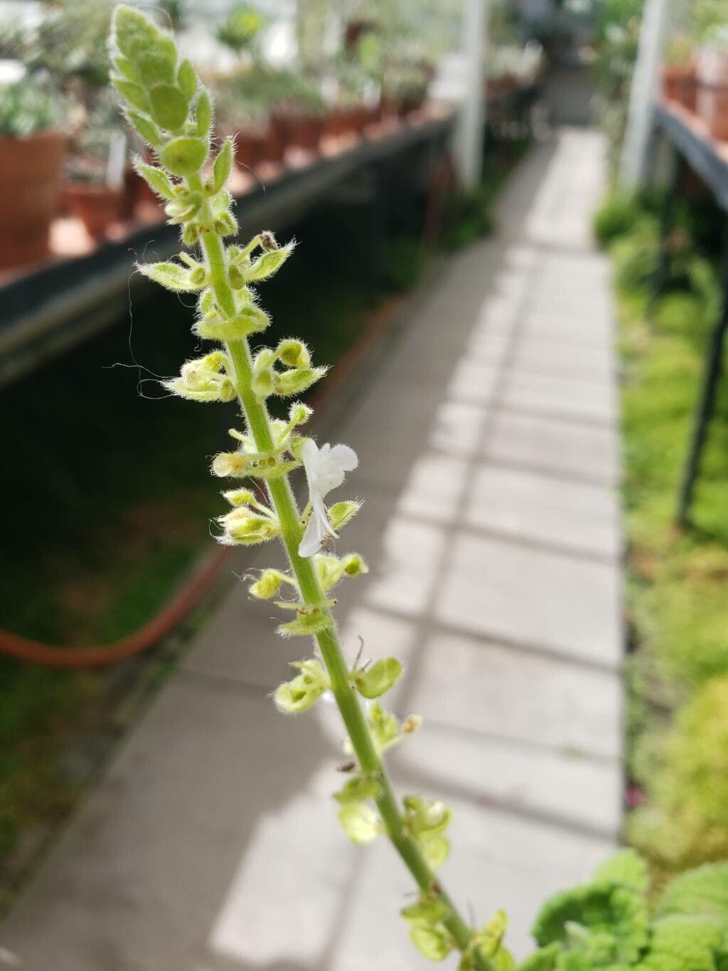 Coleus grandidentatus flower