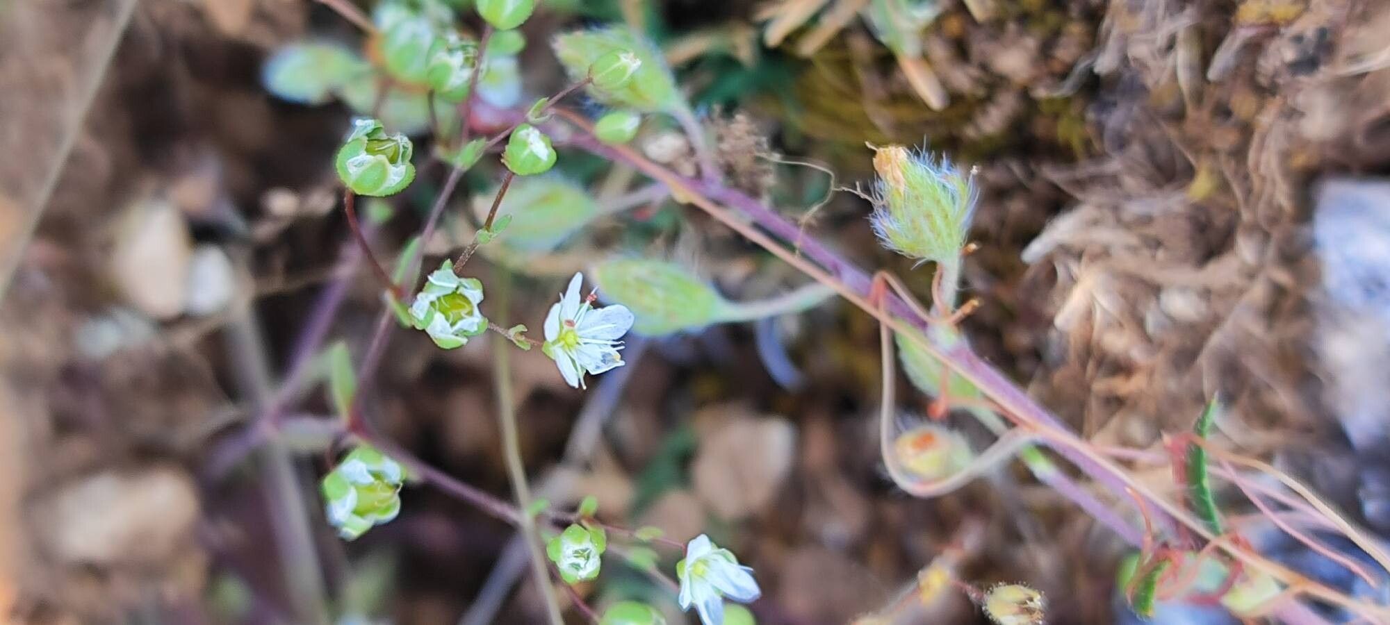 Arenaria conimbricensis flower