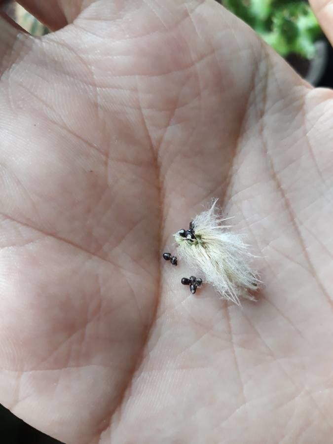 Frailea pumila fruit