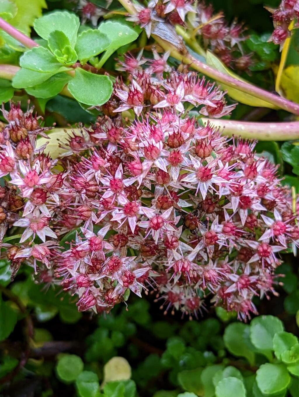 Sedum tsugaruense flower
