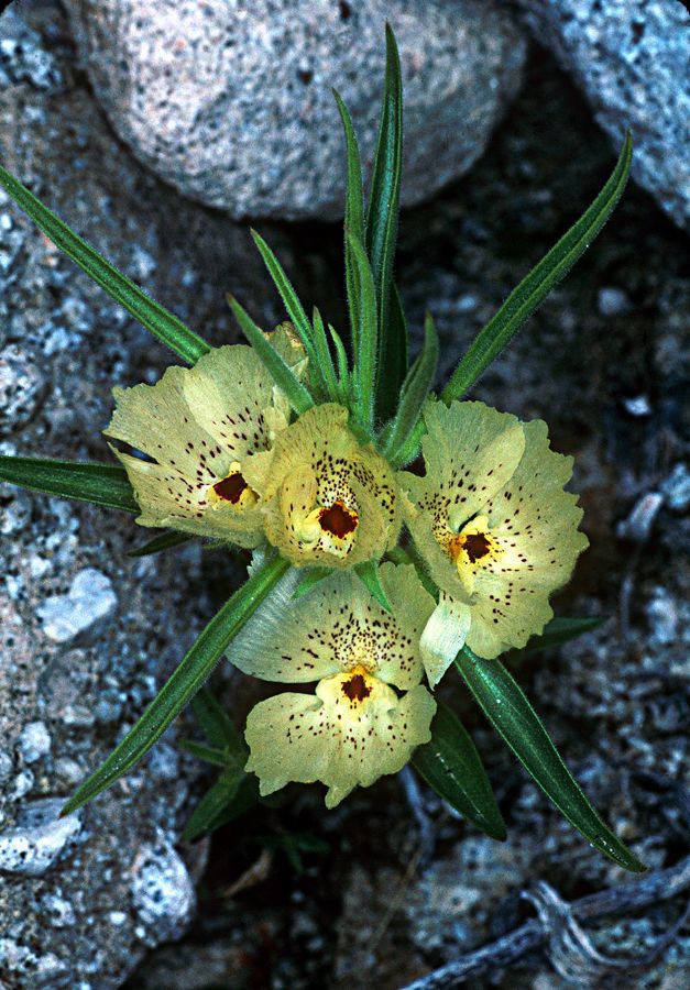 Mohavea confertiflora — houseplant care guide