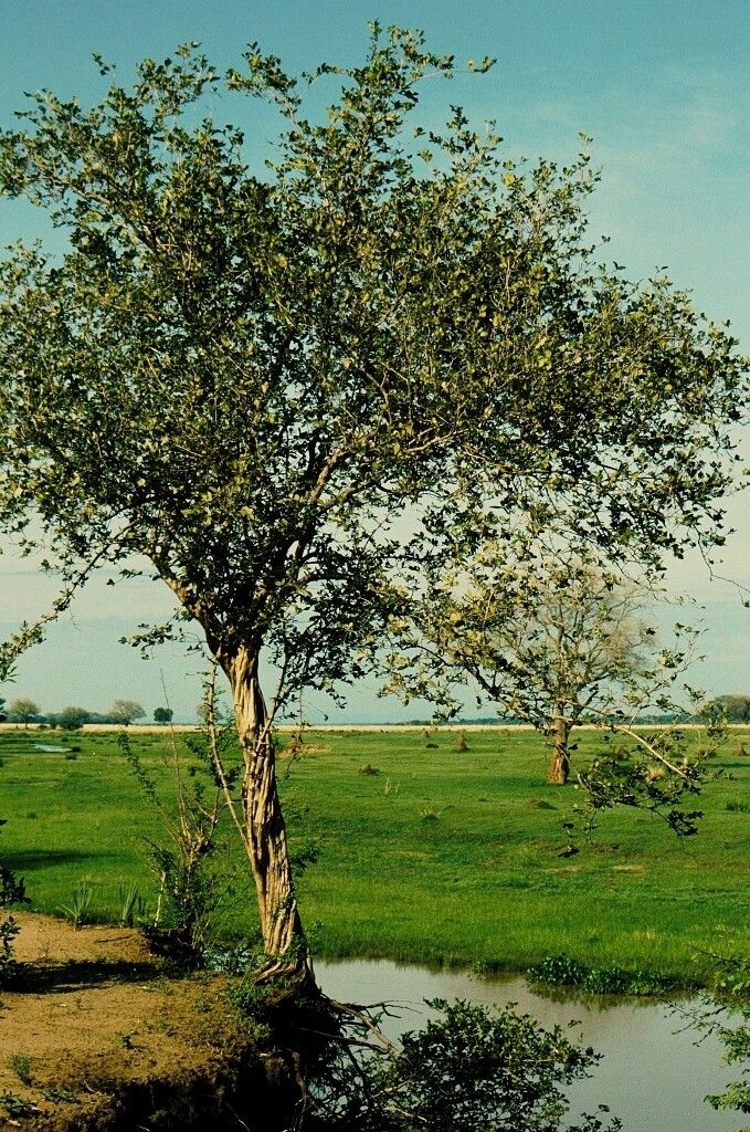 Diospyros senensis — houseplant care guide