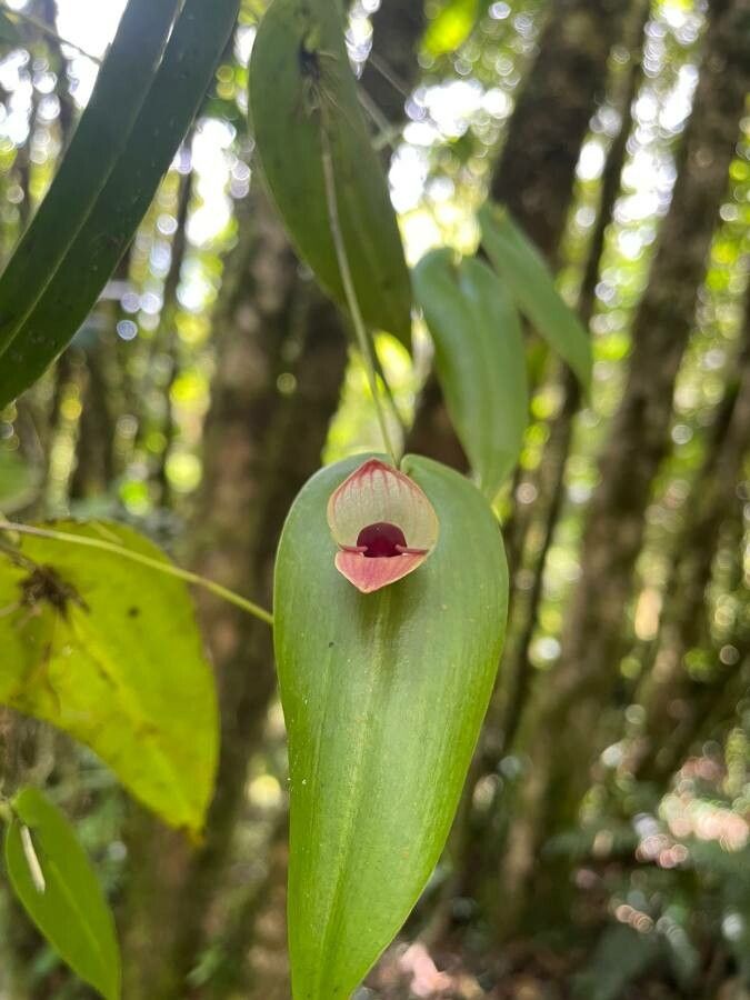 Pleurothallis palliolata flower