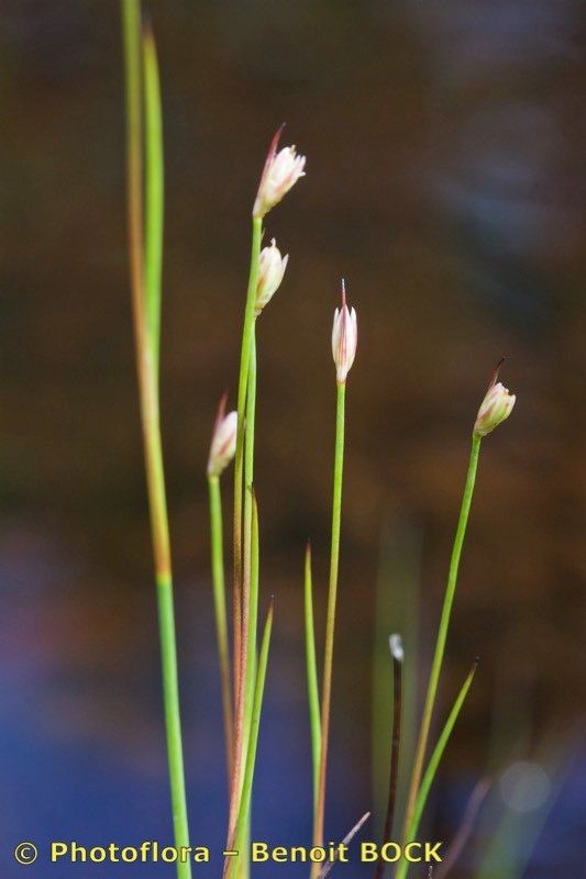Juncus stygius other