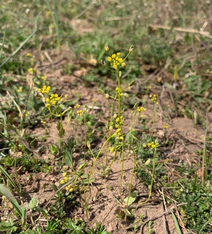 Draba nemorosa flower