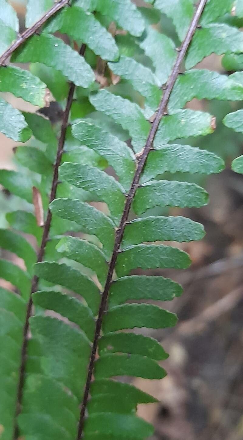 Hemionitis radiata — search result for 'Hemionitis'