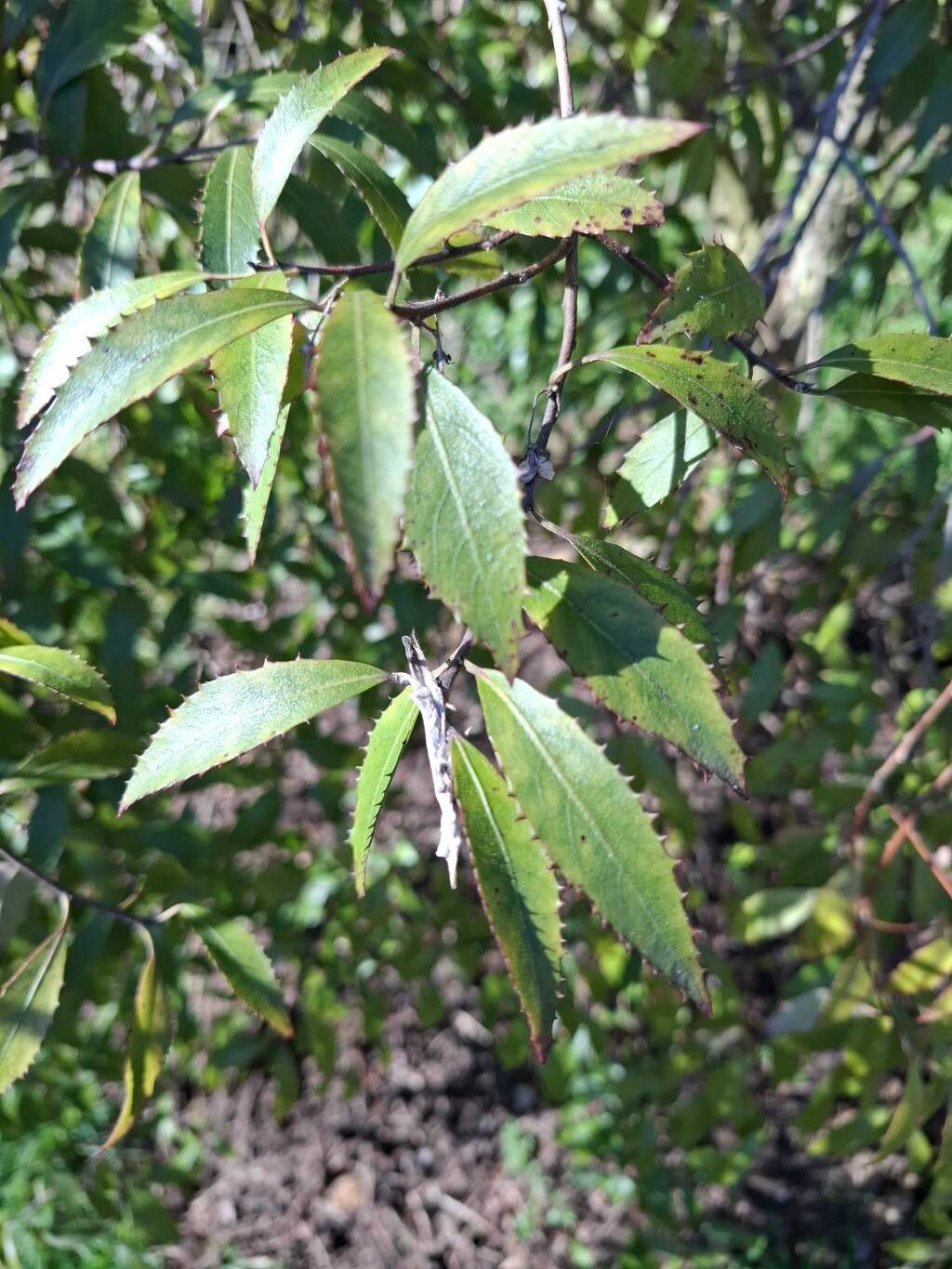 Hoheria × sexangusta — houseplant care guide