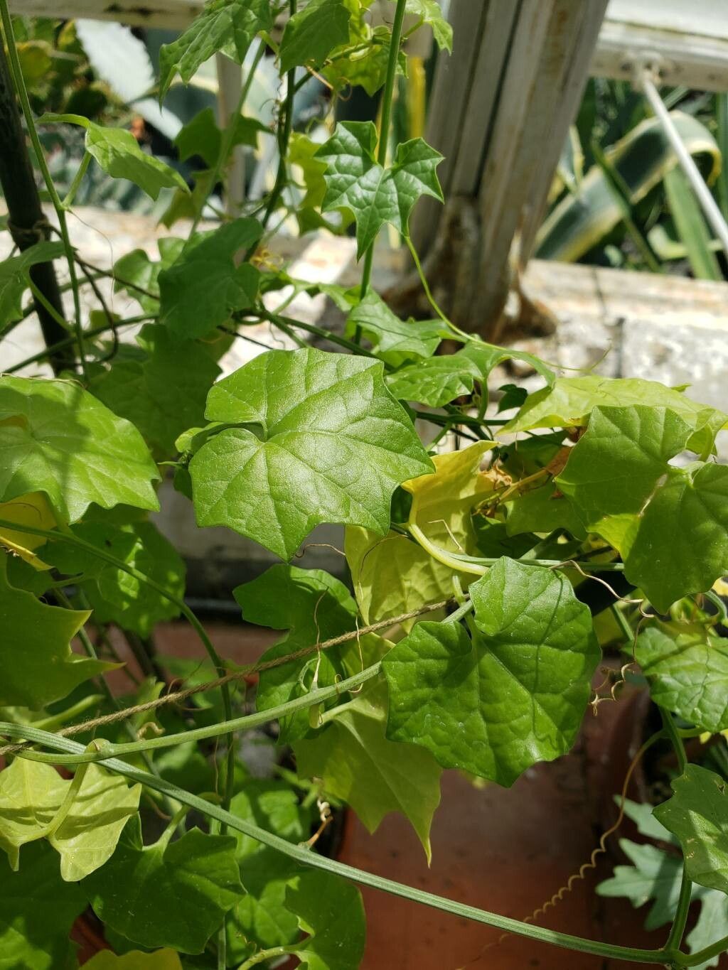 Gerrardanthus lobatus — related species from the same genus