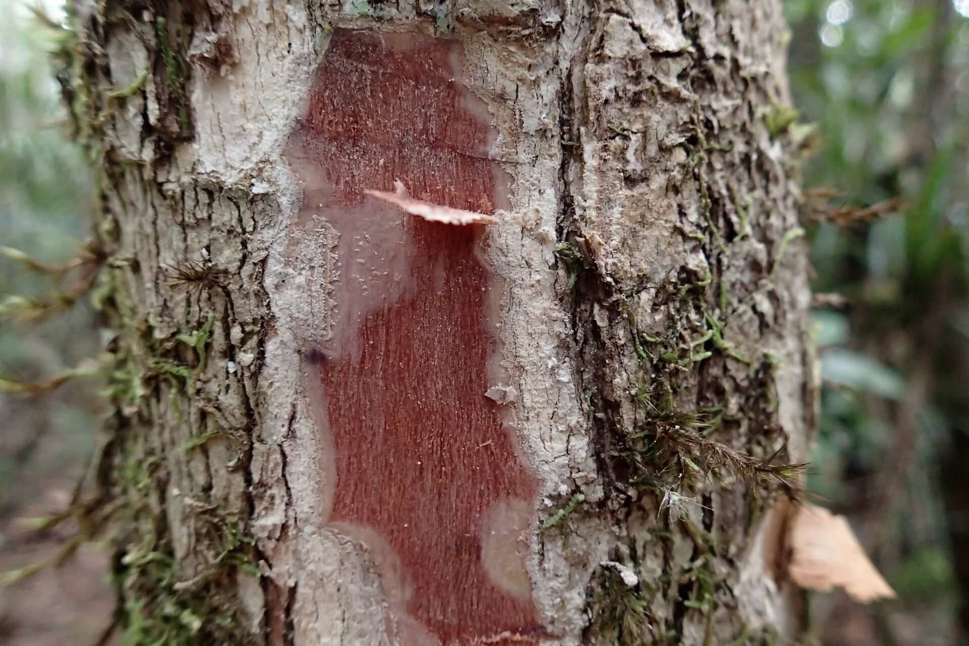 Syzygium xanthostemifolium bark