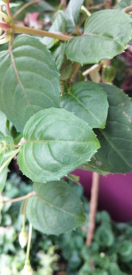 Fuchsia spp. — search result for 'Fuchsia'