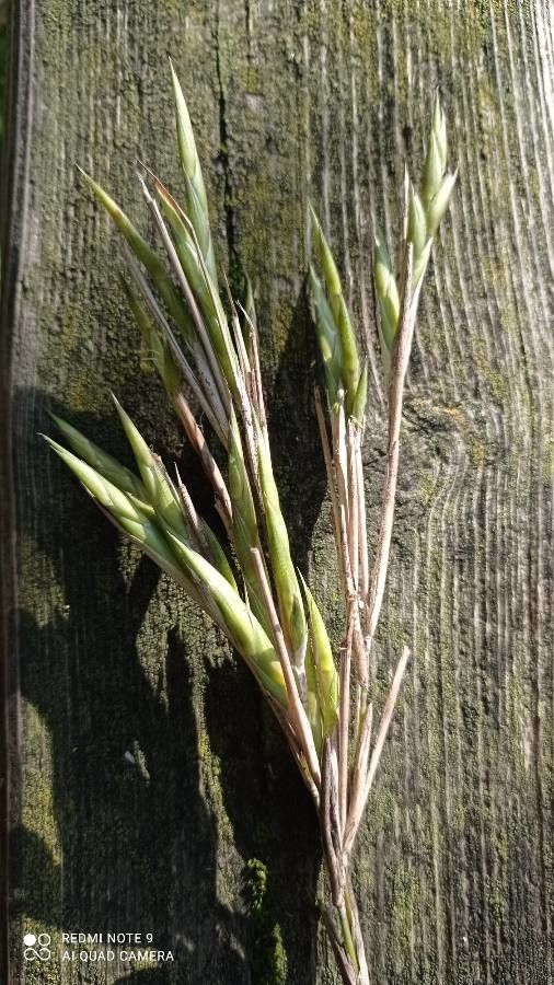 Phyllostachys nigra fruit