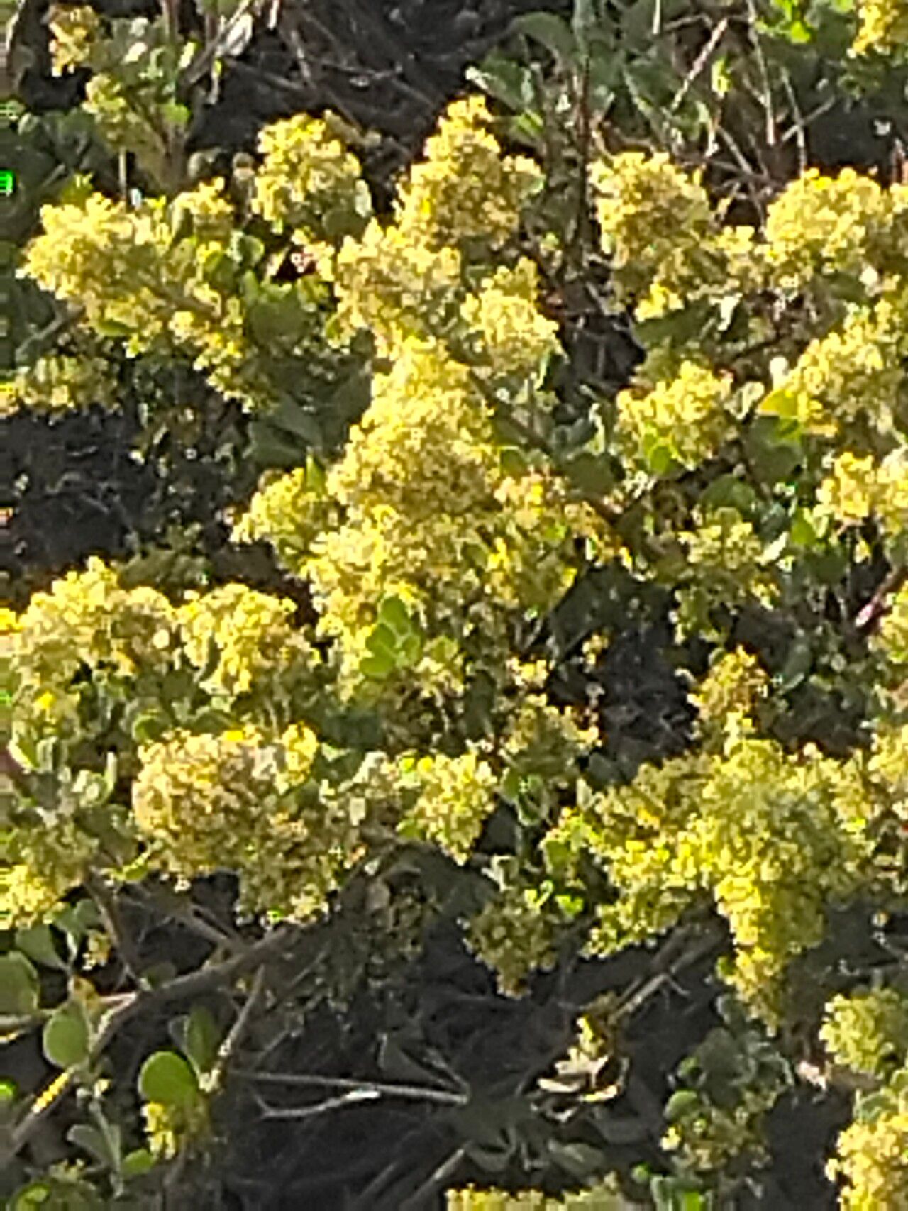 Searsia glauca flower
