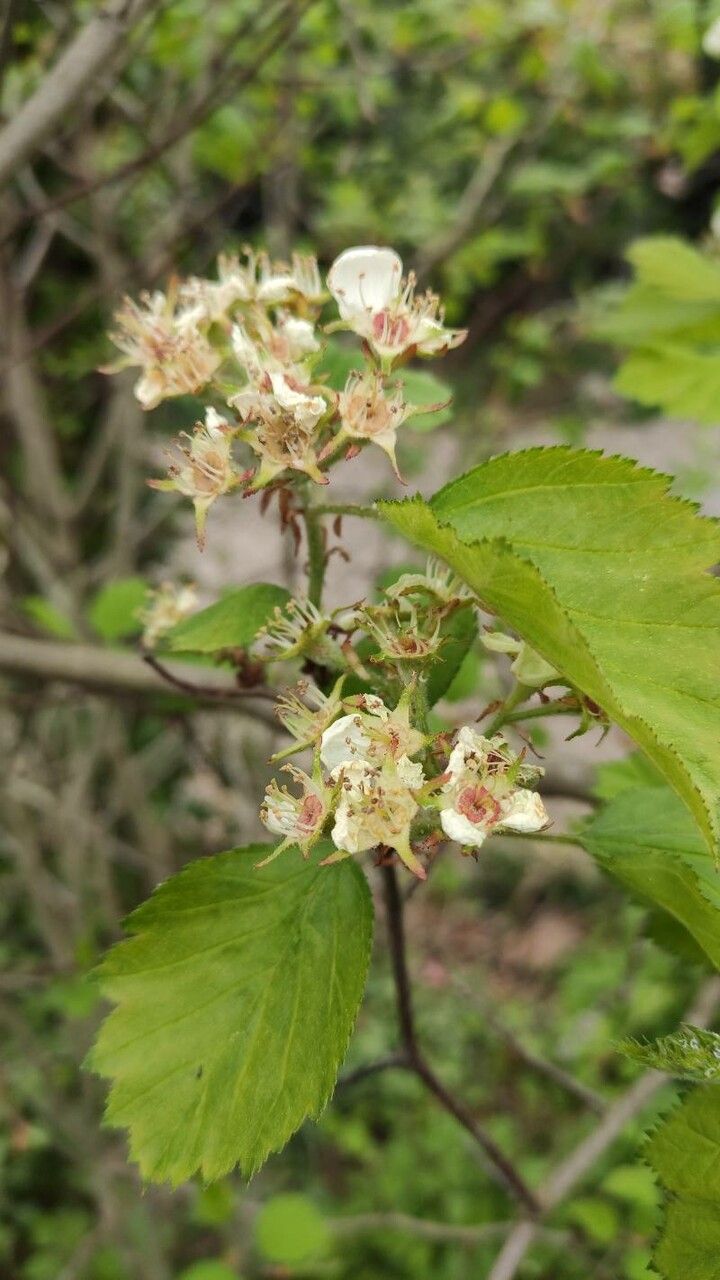 Crataegus coccinea flower