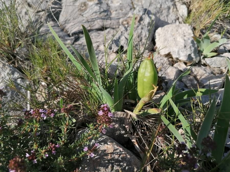 Iris lutescens fruit