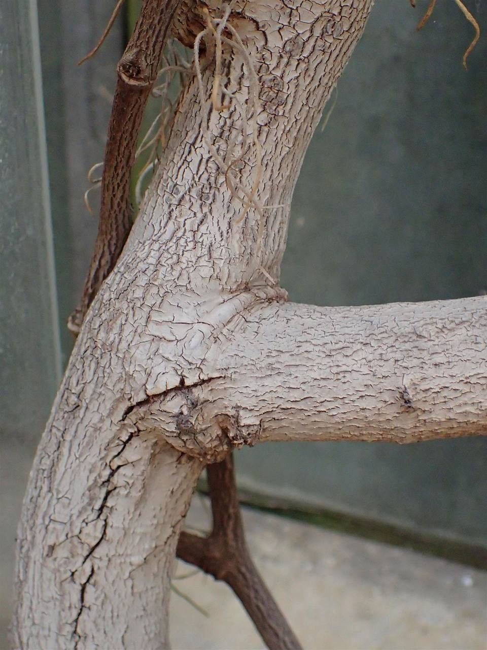 Bauhinia semibifida bark