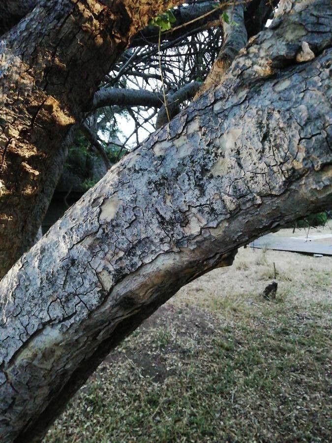 Gardenia volkensii bark
