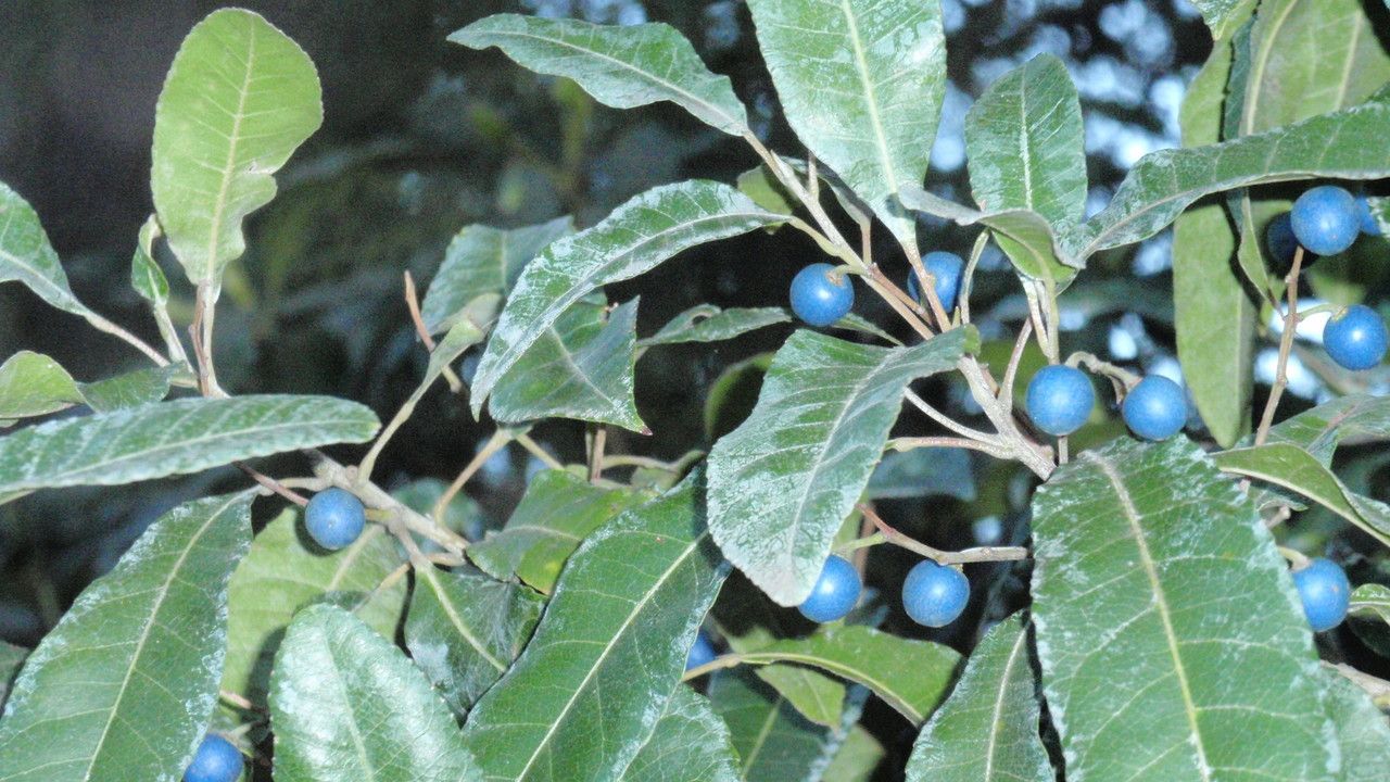 Elaeocarpus reticulatus fruit