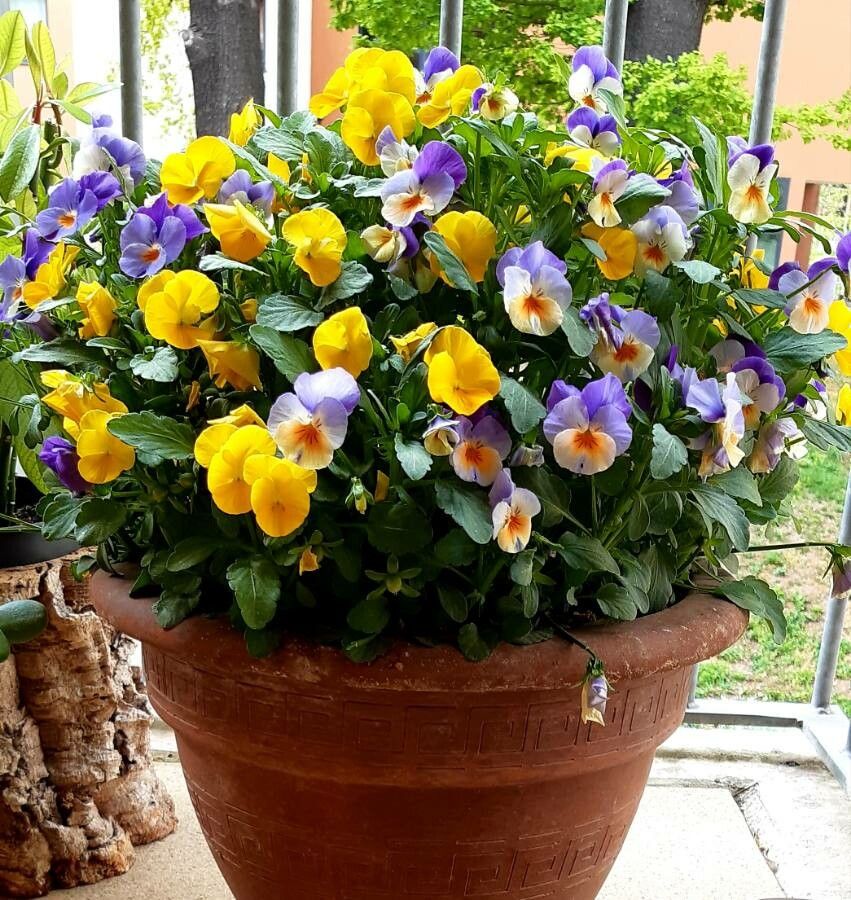 Viola Cornuta flower