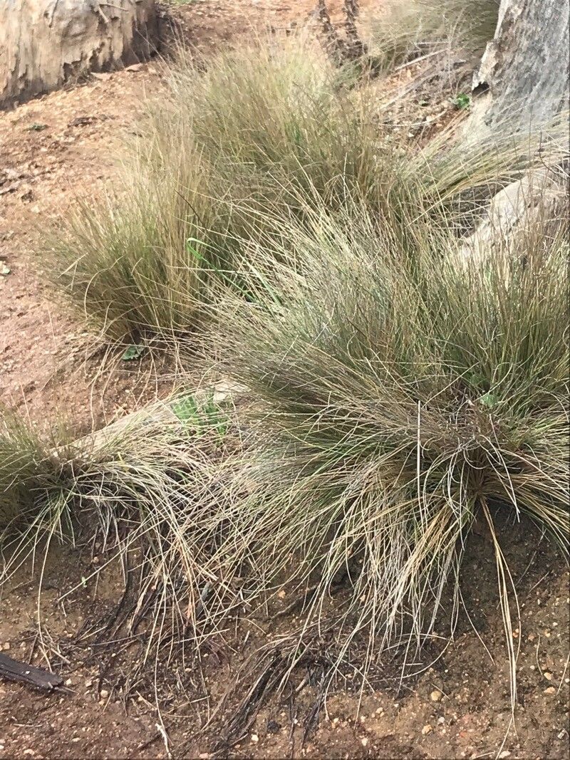 Nassella chilensis — related species from the same genus