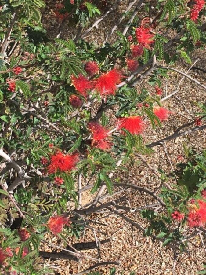 Calliandra eriophylla flower