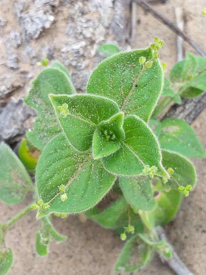 Streptocarpus saxorum leaf