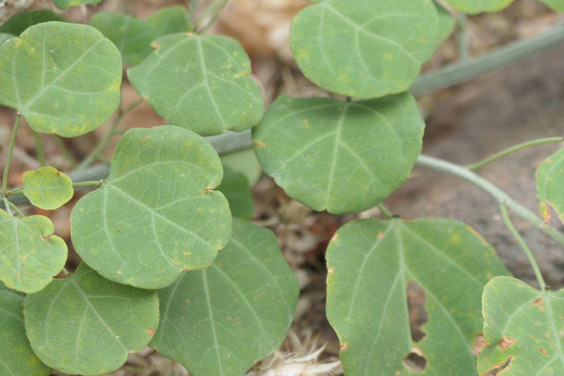 Adenia gummifera — houseplant care guide