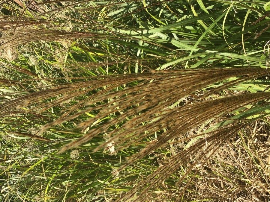 Leymus arenarius fruit