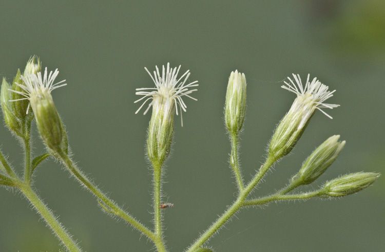 Flyriella parryi flower