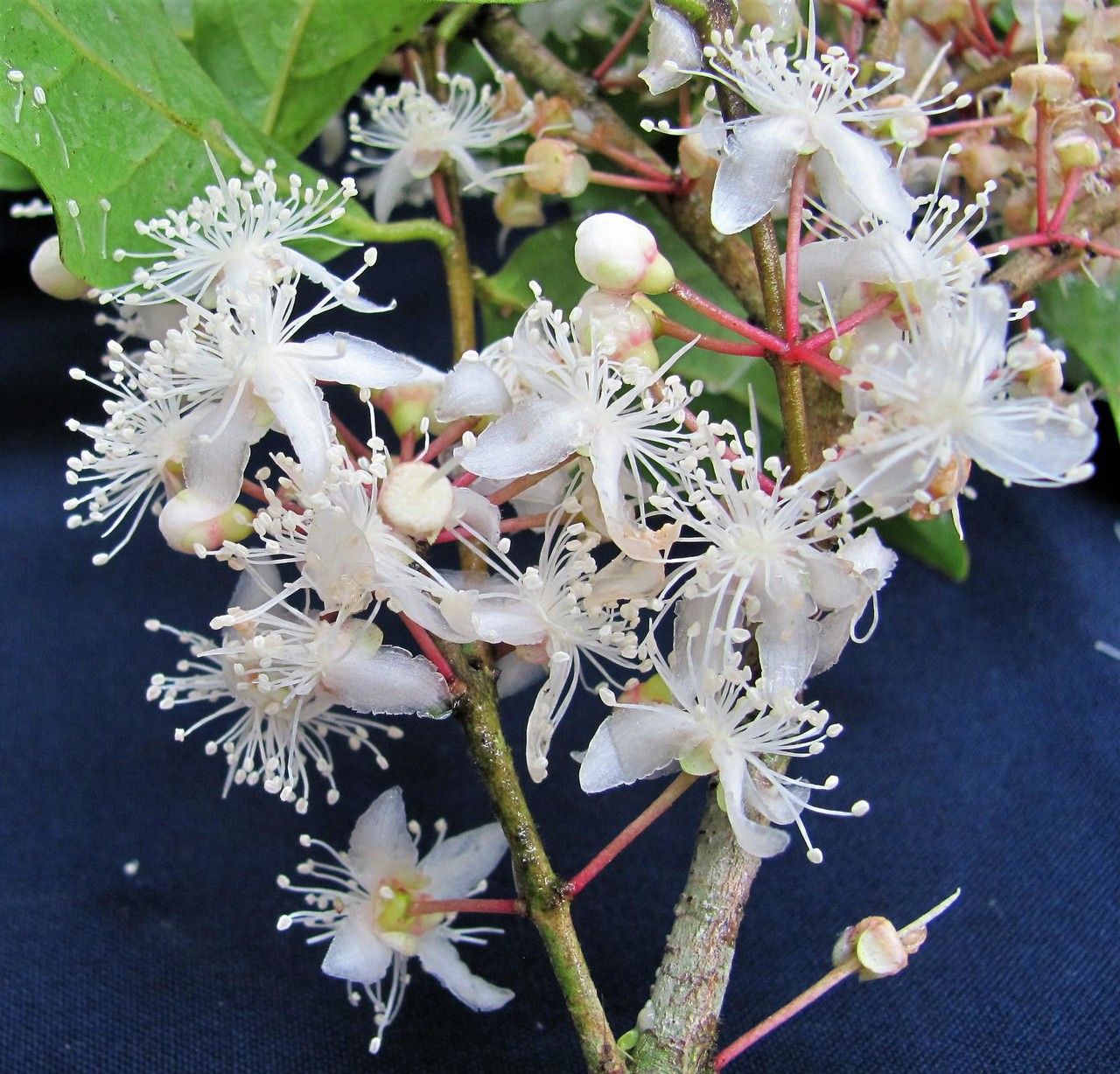 Eugenia grayumii flower