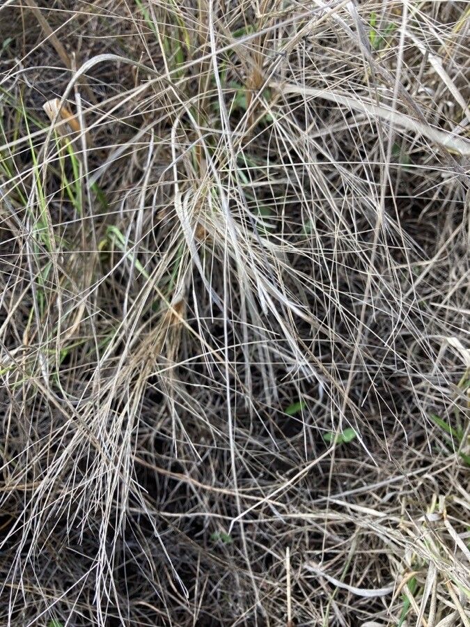 Aristida leptopoda — search result for 'Aristida'