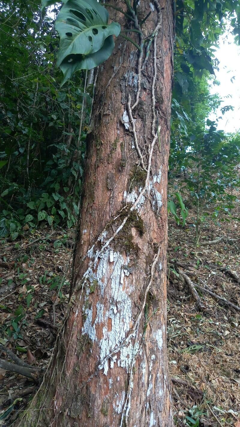 Styrax argenteus bark