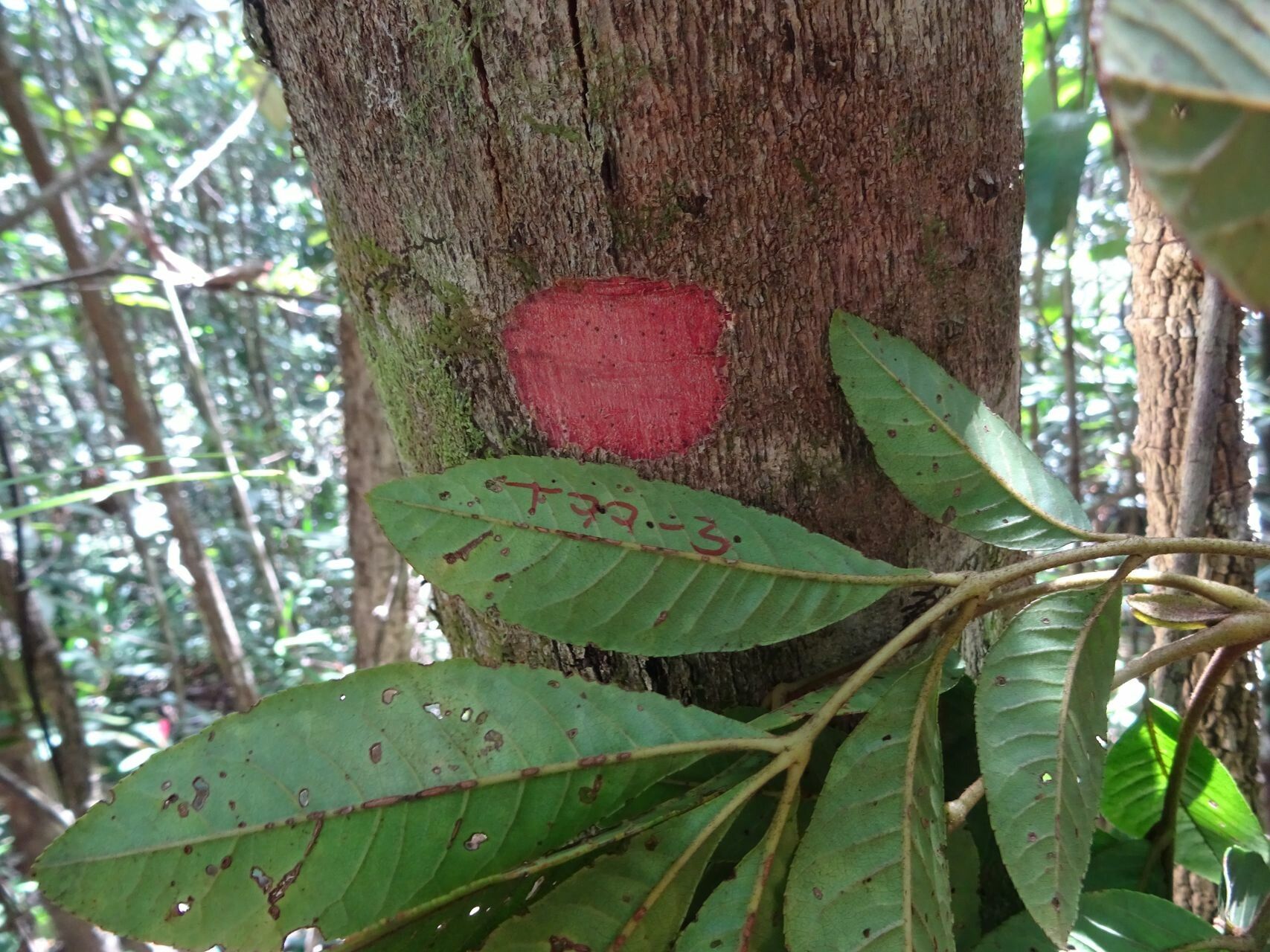 Pancheria ternata leaf