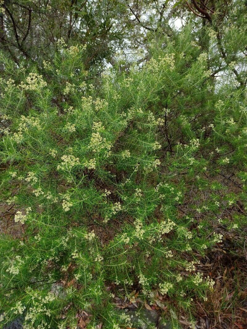 Cassinia quinquefaria habit